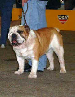 HONEY BALL DEI BOBODRILLI 