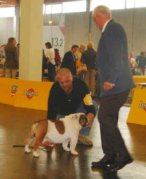 V2, Res.CACA,Res.CACIB, Incredibulls Made in America at Nobozz