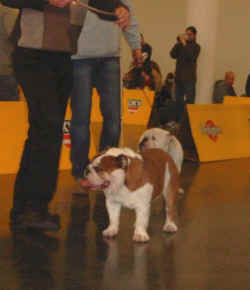 Viscount Victor Bulldog Mi Ol Win