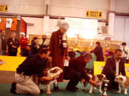 zuchtgruppe.jpg (40752 Byte)